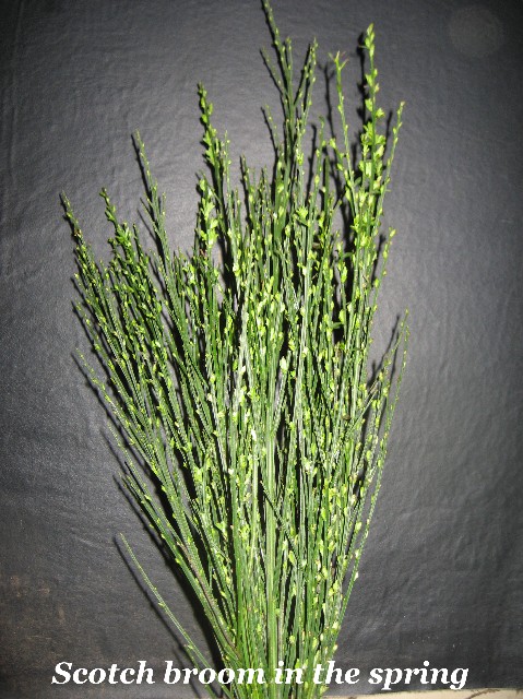 SORRY OUT OF SEASON Scotch Broom Branches 100 Fresh Cut Stems